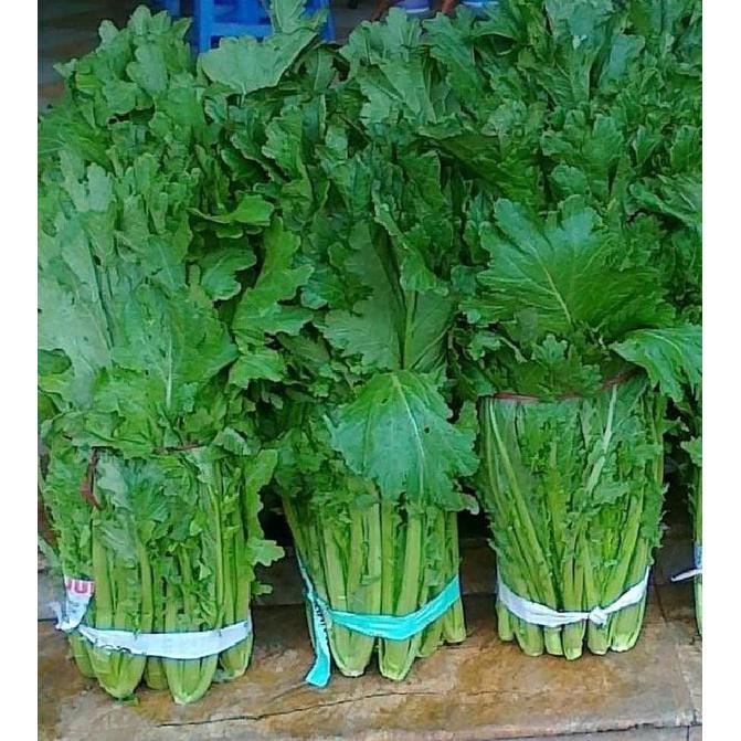 Hạt giống rau cải mèo Hà Giang-gói 50gram/tặng kèm gói phân bón lót