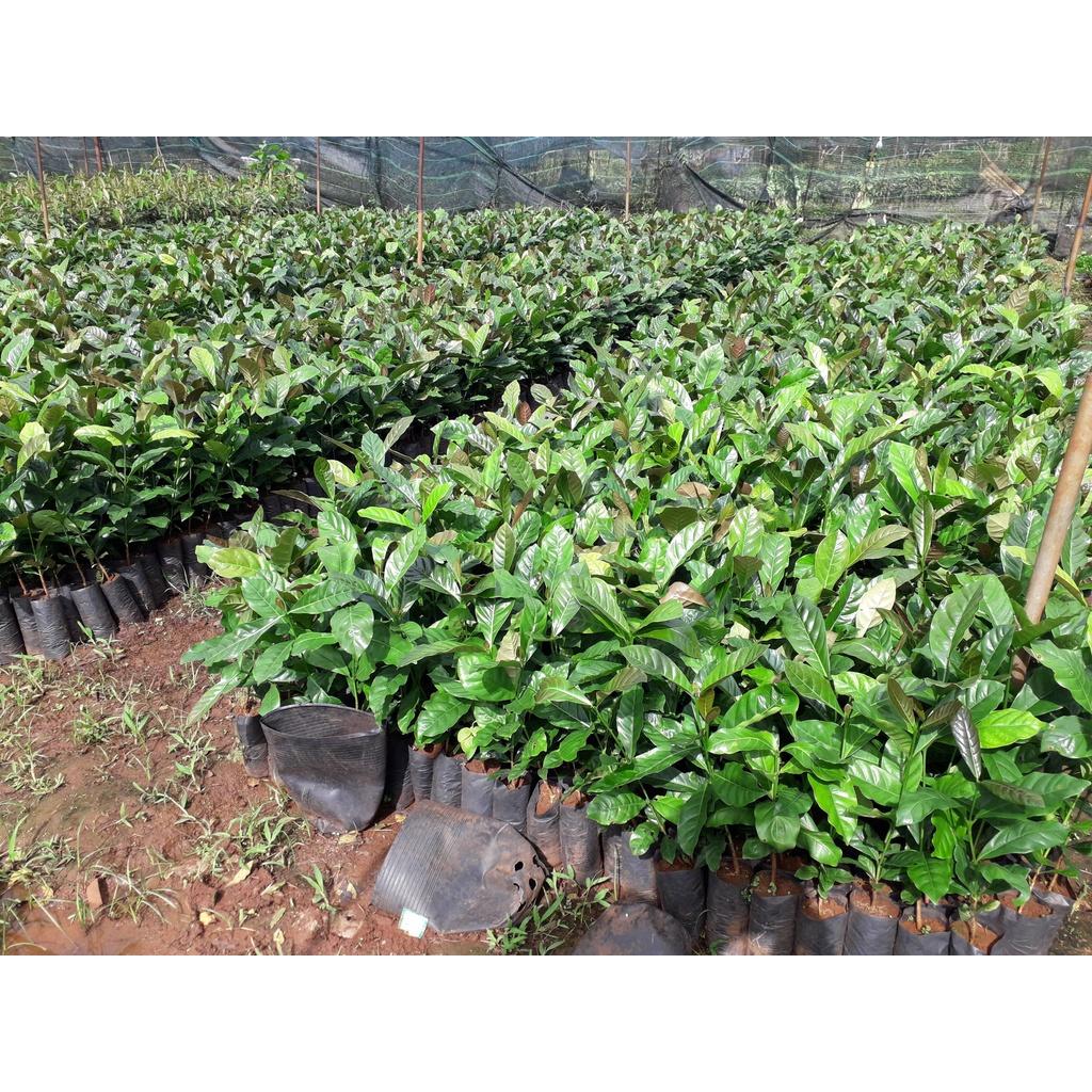 Cây giống Cà Phê Arabica cao đẹp như hình.