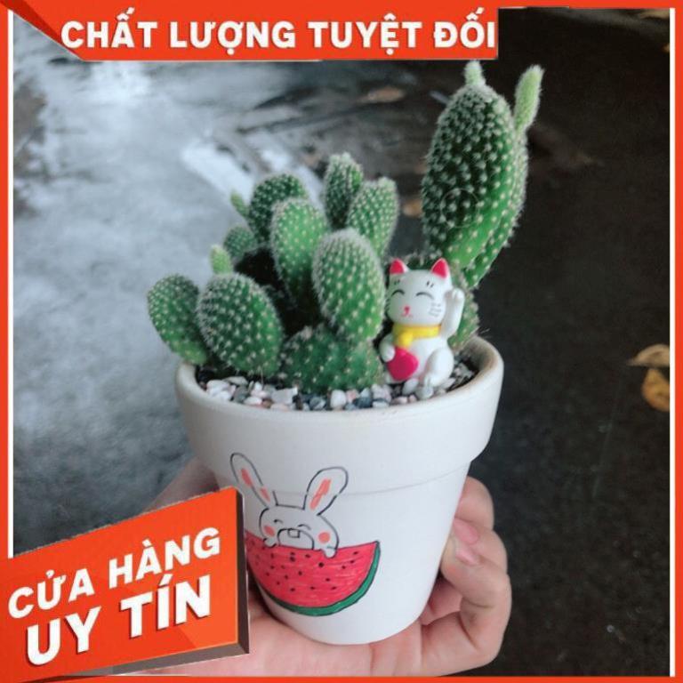 Chậu sen đá tiểu cảnh 8