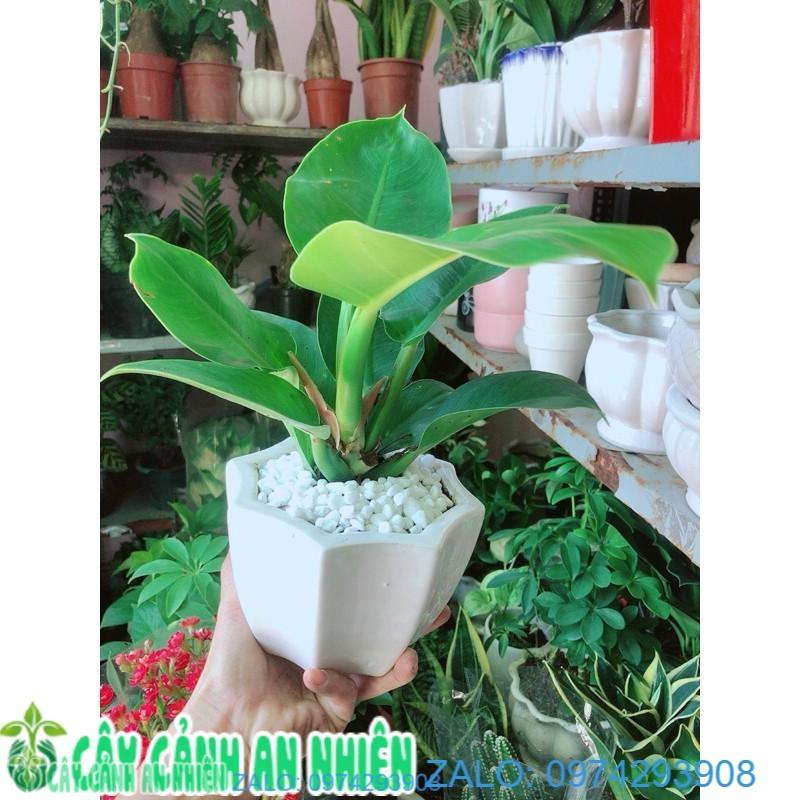 Chậu Trầu Bà Đế Vương Phong Thuỷ