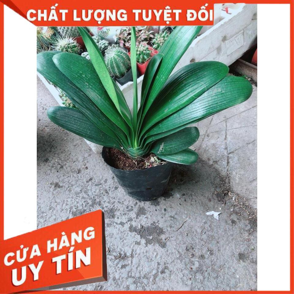 Lan Quân Tử Nhiều Người Mua