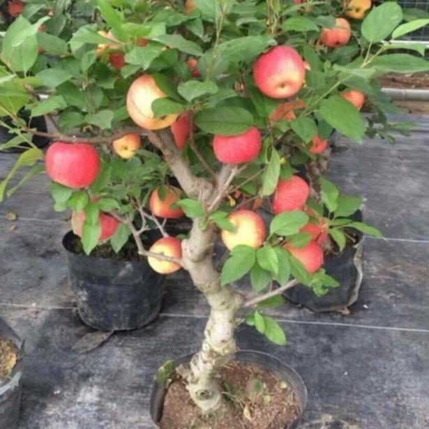 Hạt giống cây táo đỏ -gói 10 hạt/tặng kèm gói phân bón lót