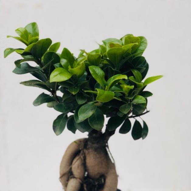 Cây bonsai si nhật