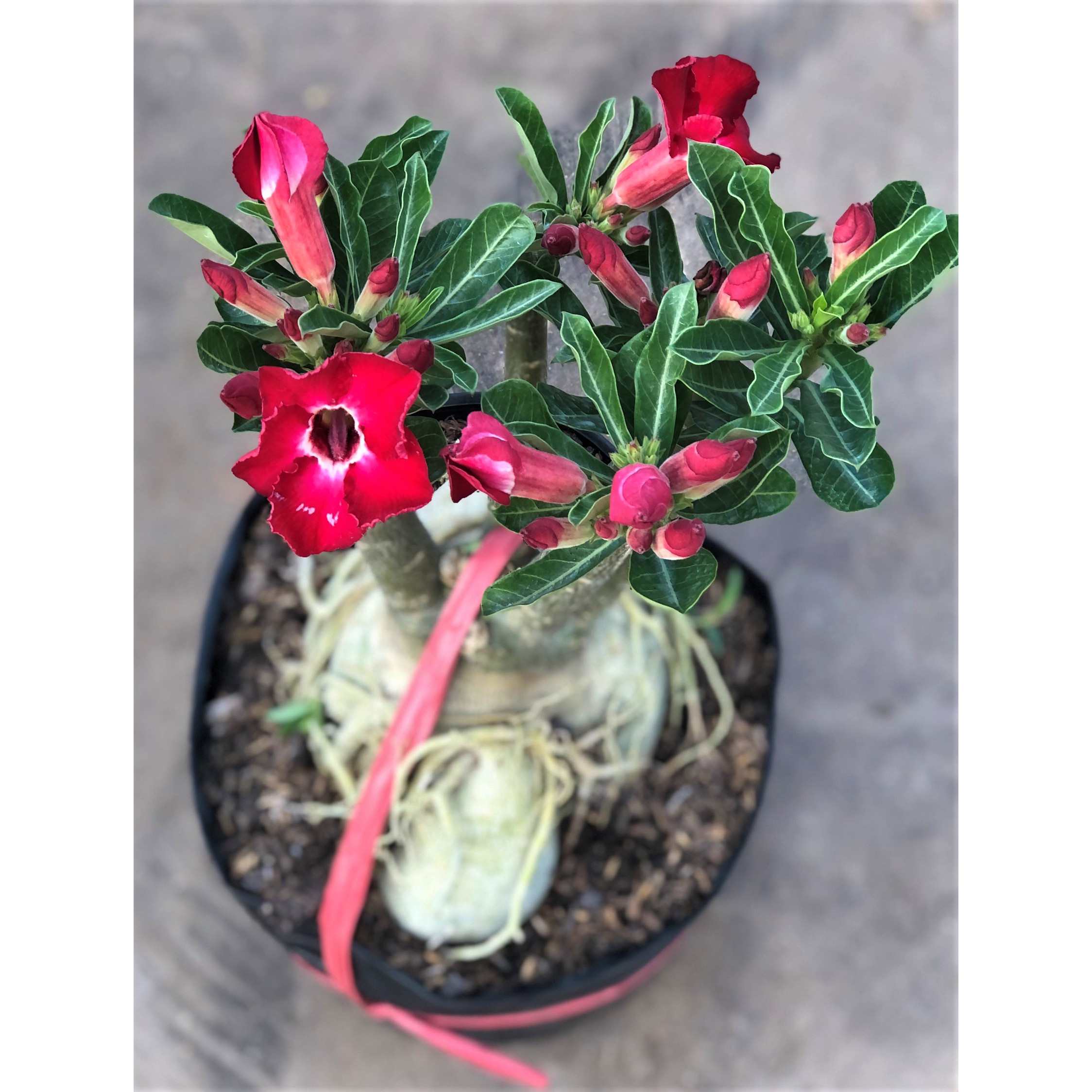 Chậu sứ Thần Tài gốc to