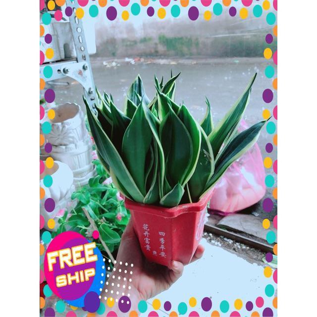 Chậu Lưỡi Hổ Thái Xanh