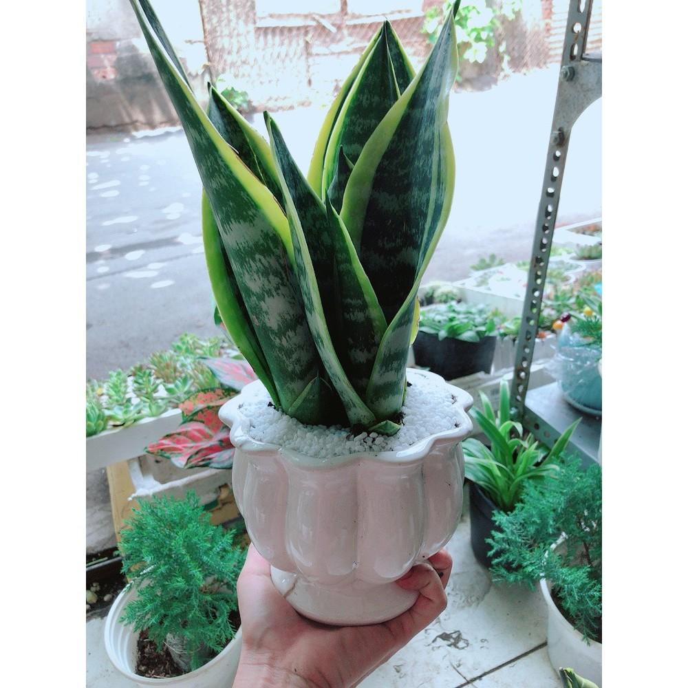 Chậu Lưỡi Hổ Để Bàn Làm Việc