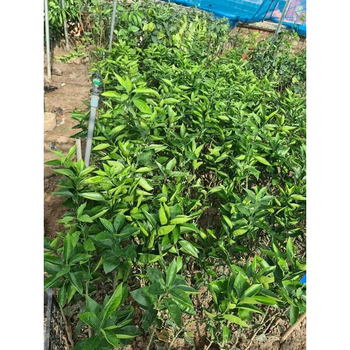 Giống Cây Cam Máu Suigeine