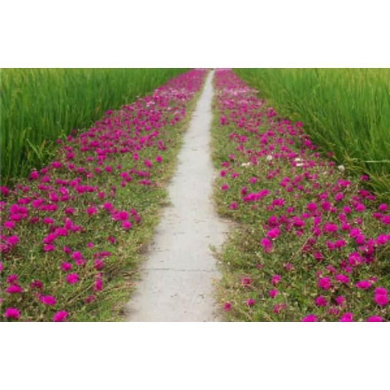 Hoa 10h 20 nhánh đủ màu