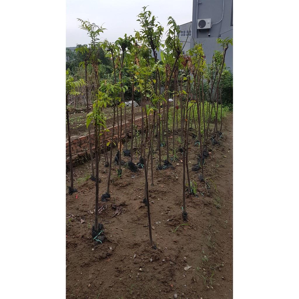 Cây sấu choai tặng 2 cây chè xanh