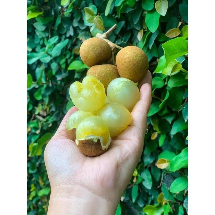 Cây giống Nhãn Tiêu Da Bò 7 Tô