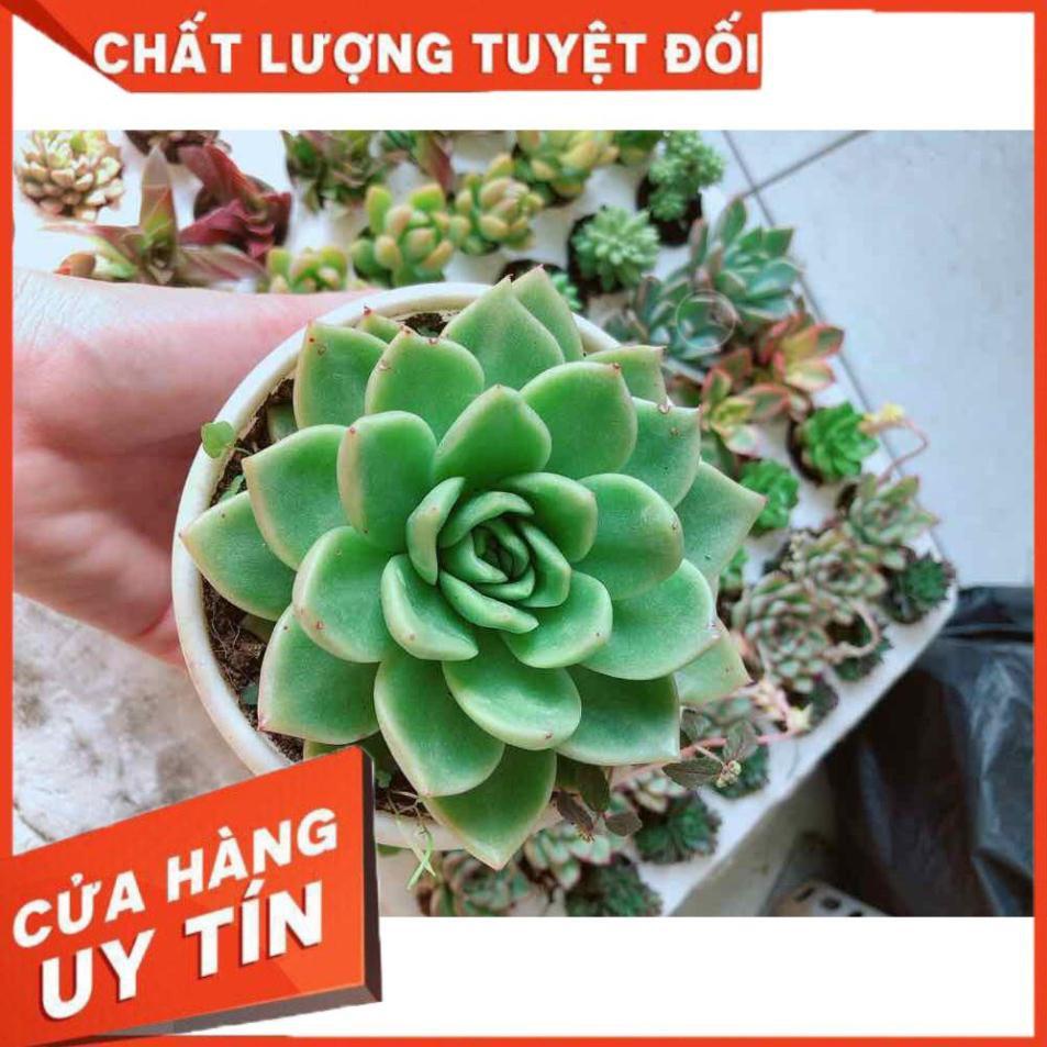 Combo sen đá xanh cánh cứng kèm chậu sứ Nhiều Người Mua