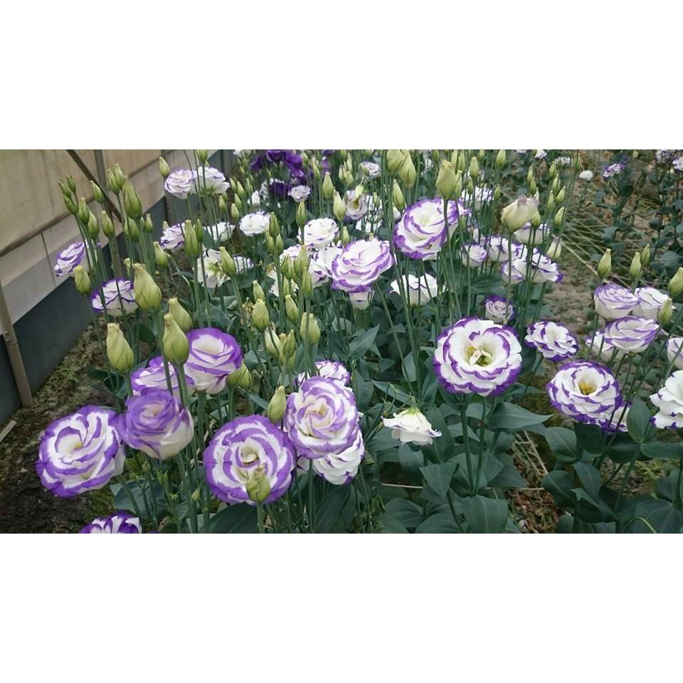 Hạt Giống Hoa Cát Tường - 5 Hạt