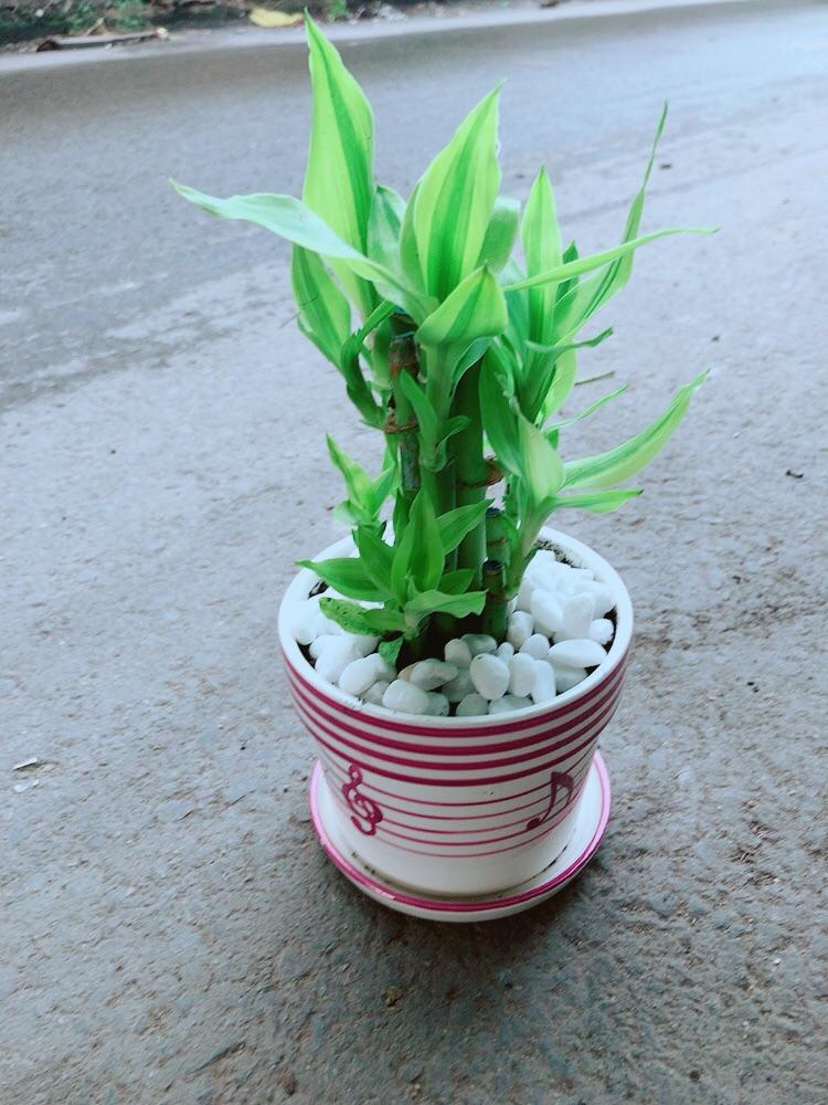 Chậu Cây Trúc Phát Tài