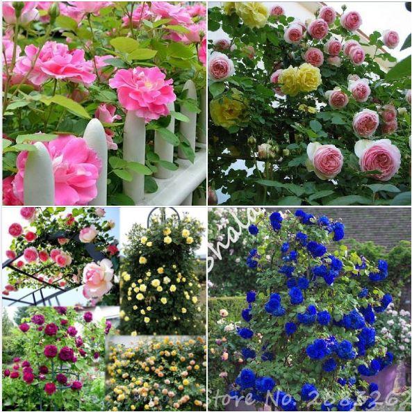 Hạt giống hoa hồng leo nhiều màu 20 hạt