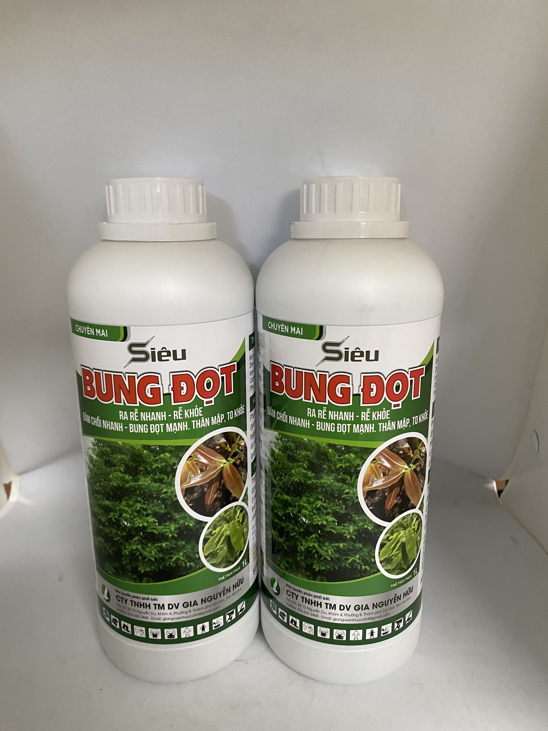 SIÊU BUNG ĐỌT, RA RỄ, XANH DÀY LÁ