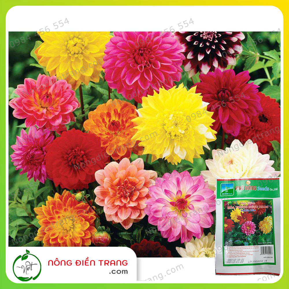 Hạt Giống Hoa Thược Dược Nhiều Màu Phú Nông - Gói 1g - Sinh trưởng Khỏe, Sắc Hoa rực Rỡ VTNN Nông Điền Trang