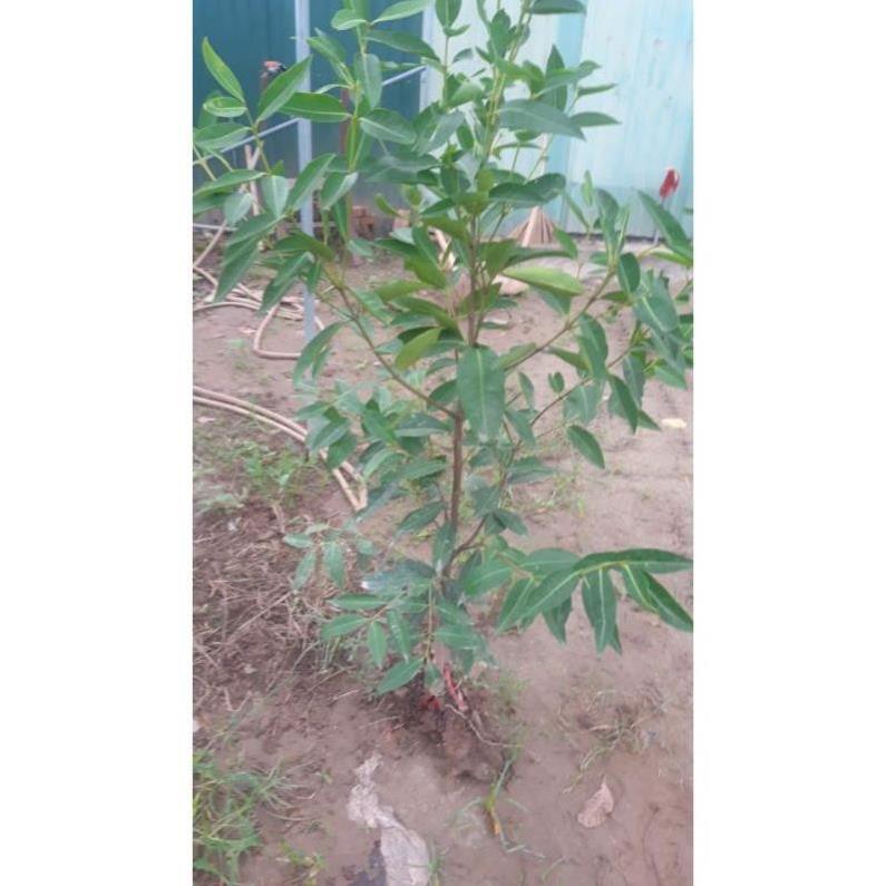 Cây lá vối nếp tốt cho sức khỏe
