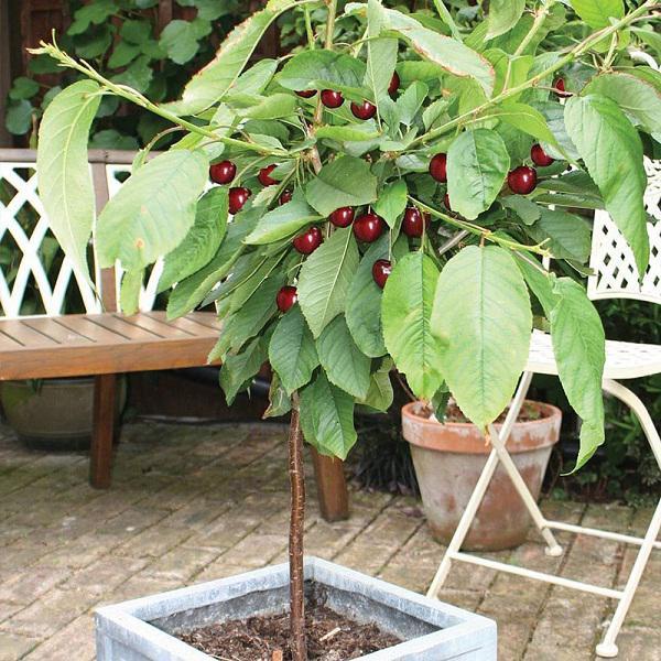 Cây giống cherry brazil cây giống nhập khẩu thế hệ mới đã được thuần chủng phù hợp khí hậu Việt Nam, cây giống khỏe