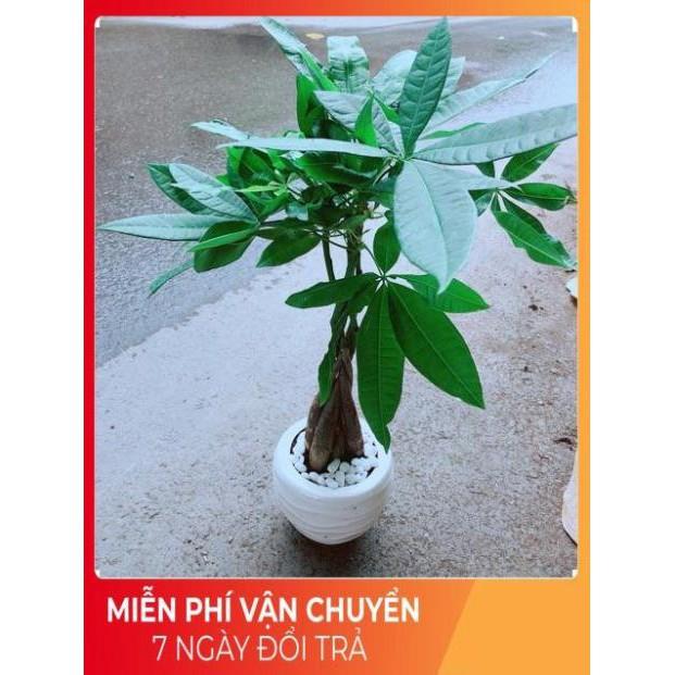 Chậu Kim Ngân 5 Thân Thắt Bính