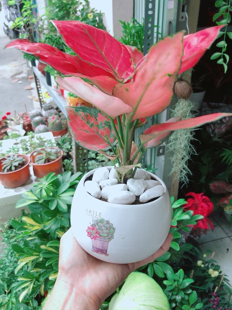 Chậu Cây Vạn Lộc Hồng