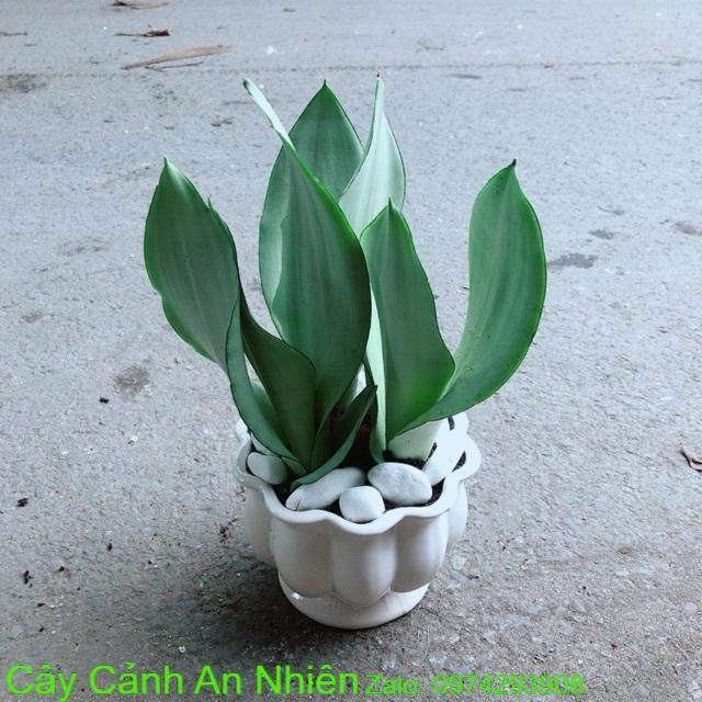 Chậu Cây Lưỡi Hổ Bạc