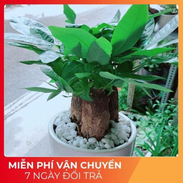 Chậu Kim Ngân 3 Thân