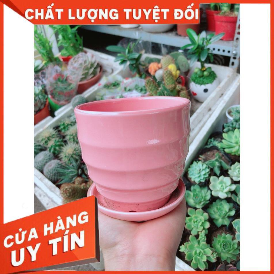 Chậu kiểu hồng có dĩa lót