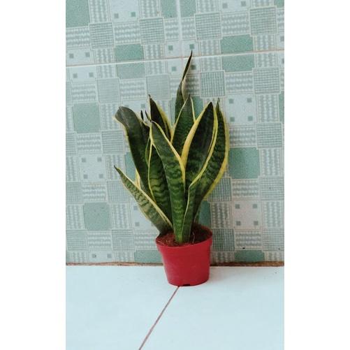Cây Lưỡi Hổ cao 40cm
