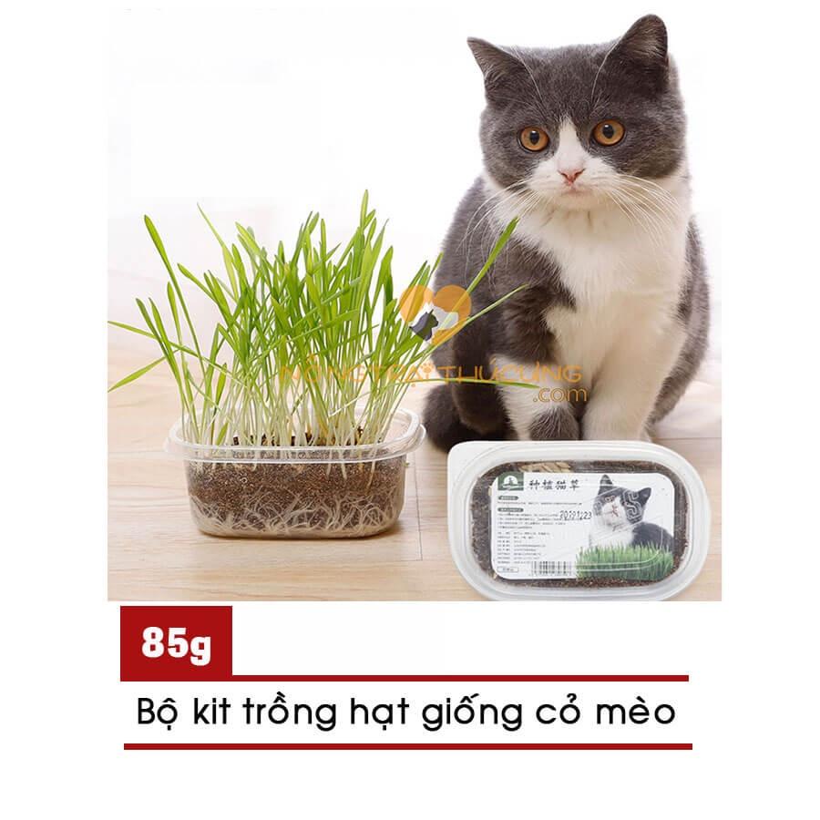 Bộ lót trồng cỏ mèo canip hạt yến mạch - Dodo Pet