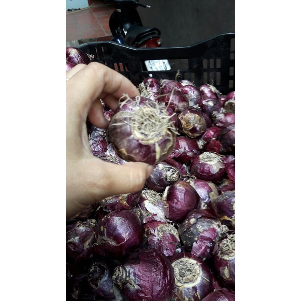 Củ giống hoa tiên ông hoa màu trắng - 1 củ