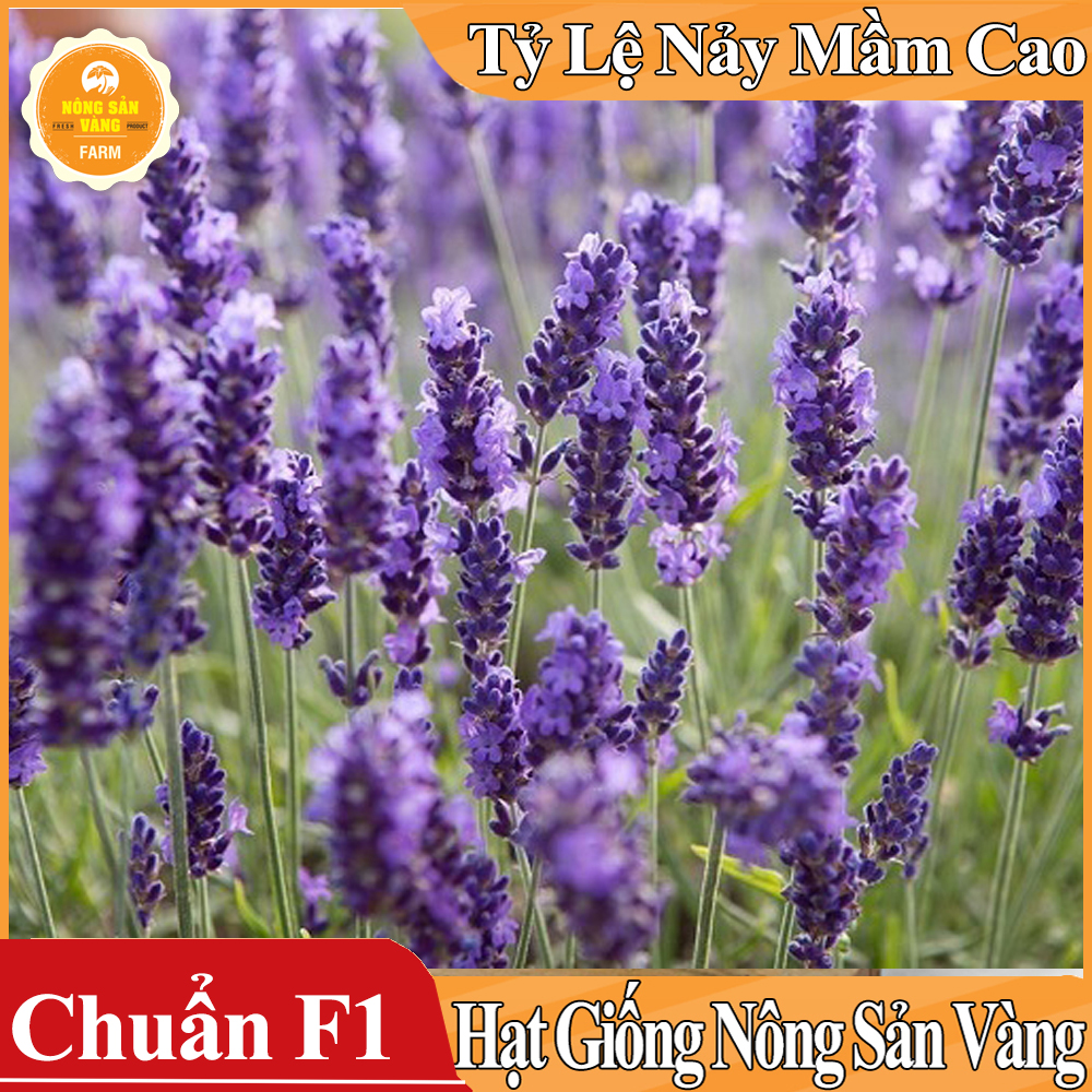 Hạt giống Hoa Oải Hương