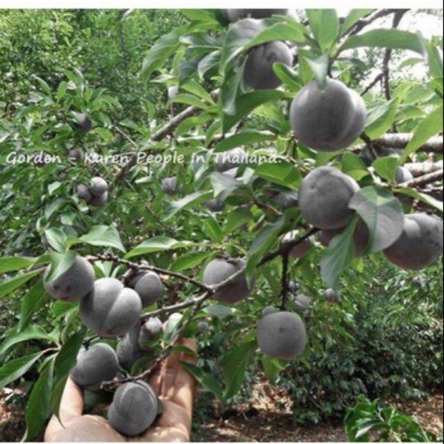 Cây mận đen chuẩn giống năng suất cao