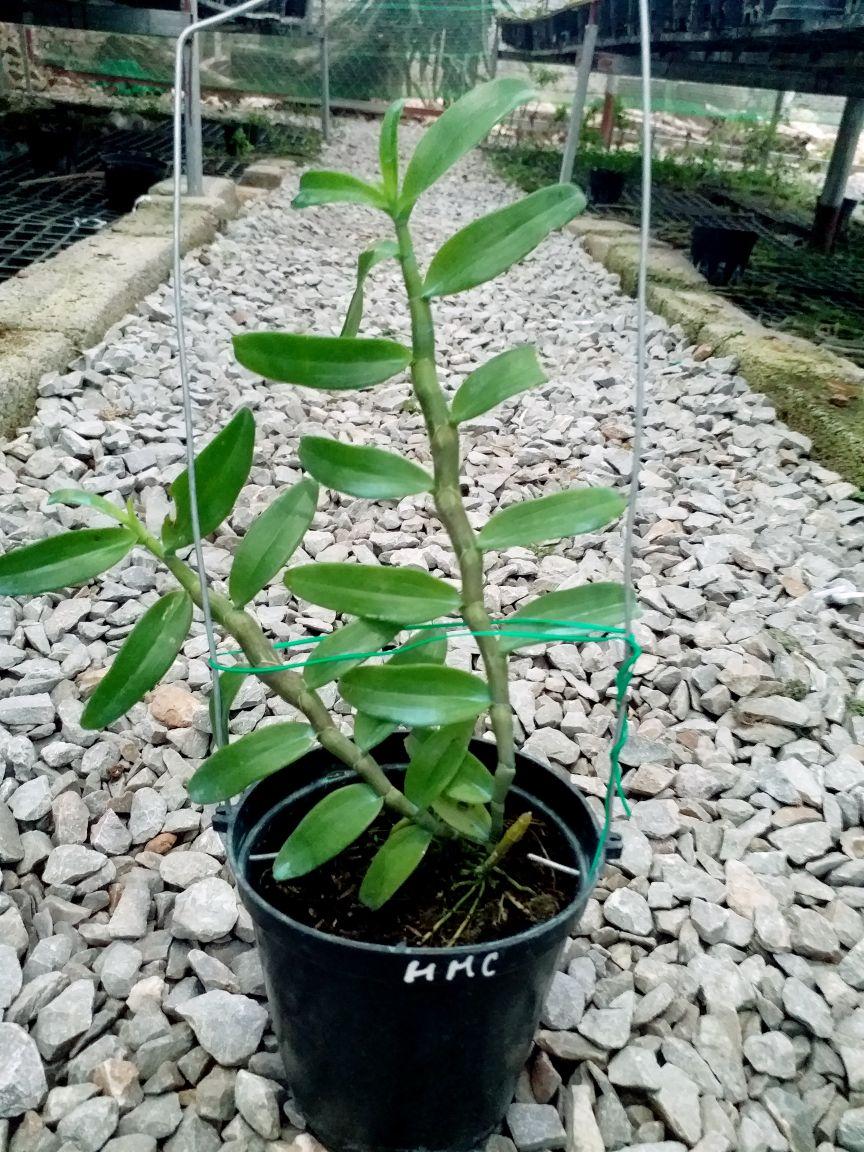 CHẬU HOA LAN PHI ĐIỆP HỒNG MINH CHÂU CÂY GIỐNG CẤY MÔ SIÊU ĐẸP cam kết chất lượng UY TÍN CHẤT LƯỢNG