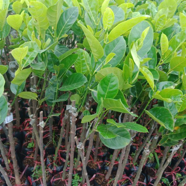 Cây giống mít thái
