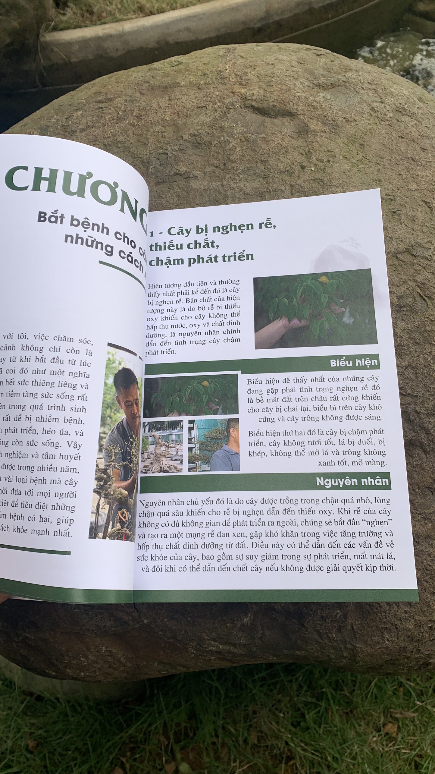 LÀM CHỦ TƯ DUY ĐỊNH HÌNH TÁC PHẨM BONSAI ( Nghệ nhân Nam Lê)