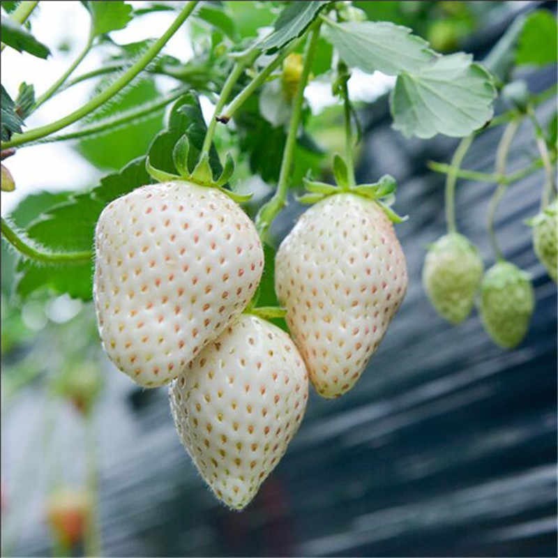 Hạt Giống Dâu Tây Trắng