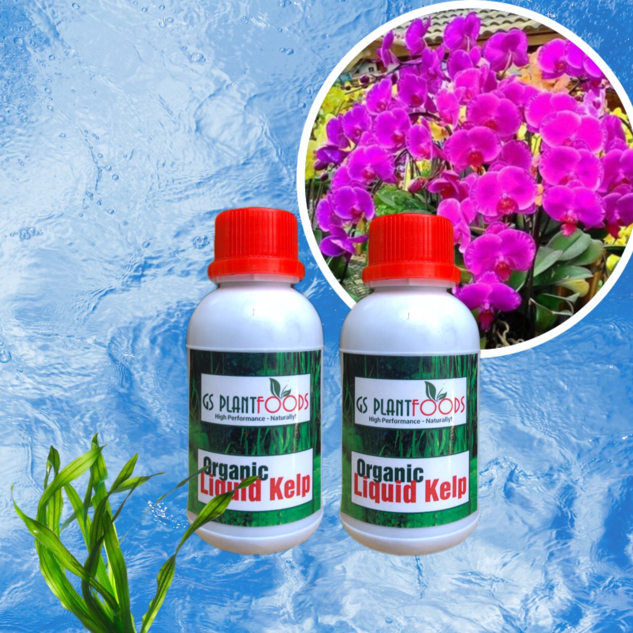 Phân bón rong biển Organic Liquid Kelp hàng Mỹ - 100 ml