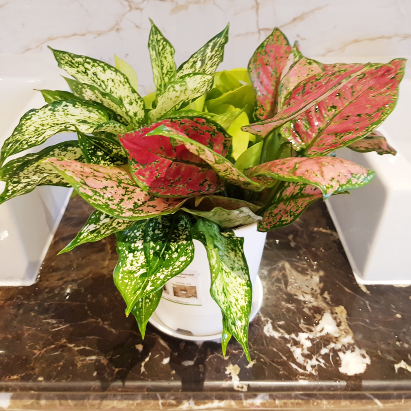 Chậu trồng cây trong nhà cao cấp Minigarden Basic Pot S nhập khẩu Châu Âu, Nhựa PP Chống UV, có khả năng tự hút nước và thoát nước giúp cây sống tốt mà không cần chăm sót
