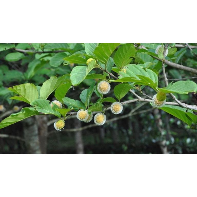 Cây giống Gáo vàng GIỐNG QUÝ HIẾM .