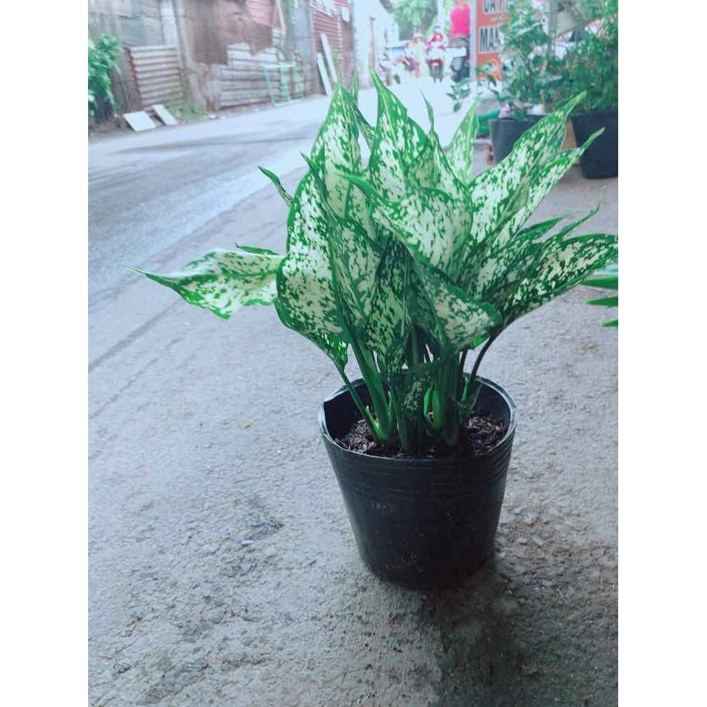 Cây Ngọc Ngân Bán Chạy