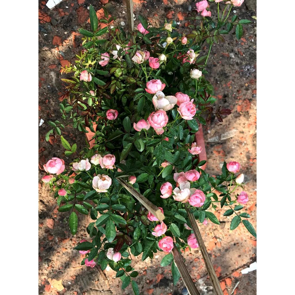 Chậu hoa hồng trứng màu hồng phấn