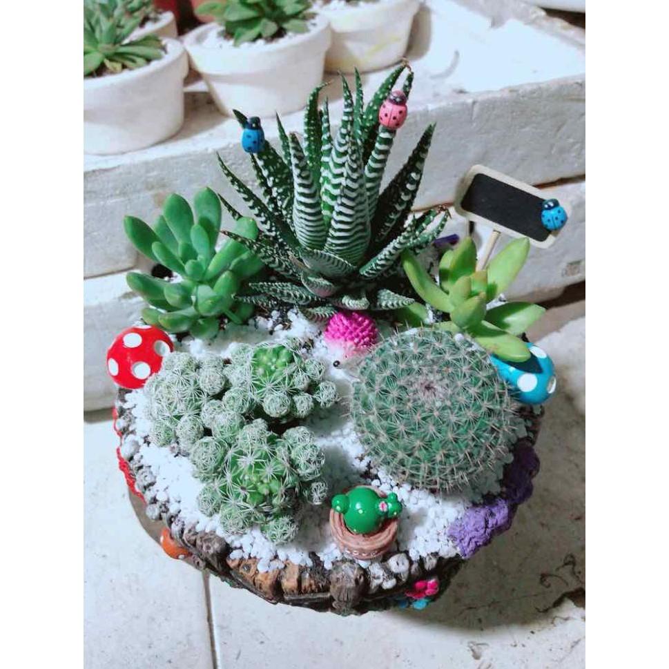 Chậu xương rồng tiểu cảnh Bán Chạy