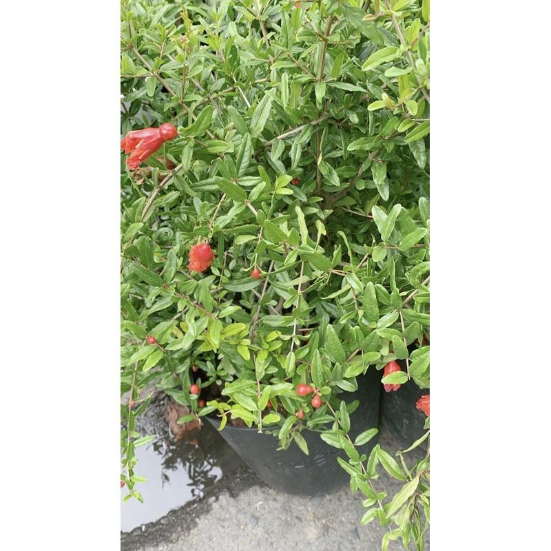 Lựu Cho Sai Trái Chuẩn 100%