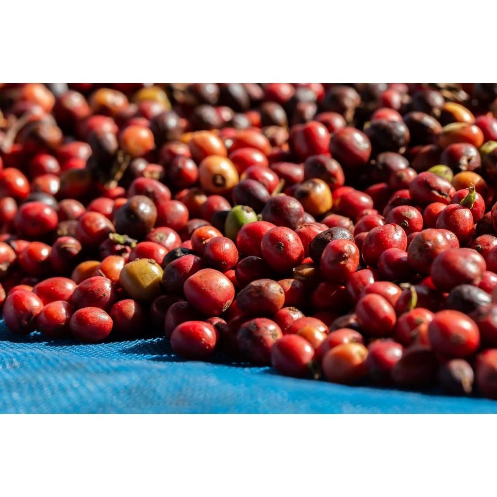 Cà phê ARABICA WASHED FINECO - cà phê nhân xanh Arabica sống chất lượng cao chưa rang sơ chế ướt lâm sàng S16 chín cây