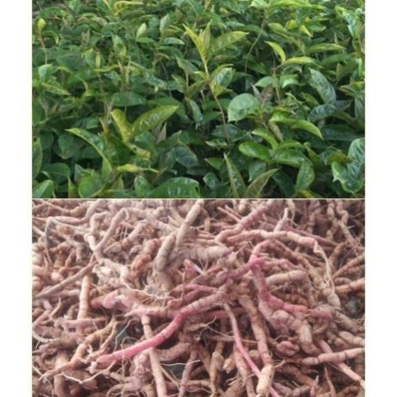 COMBO 2 CÂY GIỐNG BA KÍCH TÍM XỊN