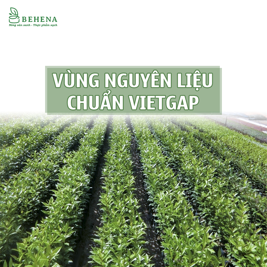 Lá vối khô siêu sạch đánh bay tiểu đường, gout, gan nhiễm mỡ hiệu quả gói 200g Dâu Tây Farm