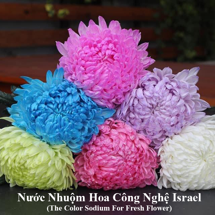 Dung Dịch Nhuộm Hoa Cắt Cành Đổi Màu theo Công Nghệ Israel giúp hoa nhuộm đổi màu theo ý muốn – The Color Sodium for Fresh Flowers