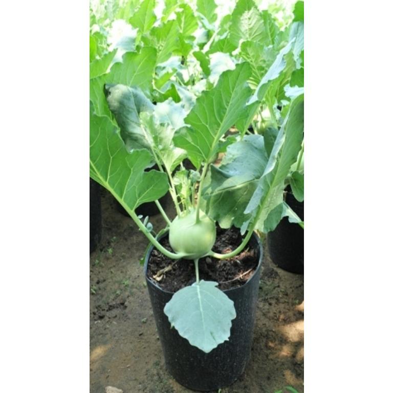 Hạt Giống Su Hào Xanh Chịu Nhiệt -