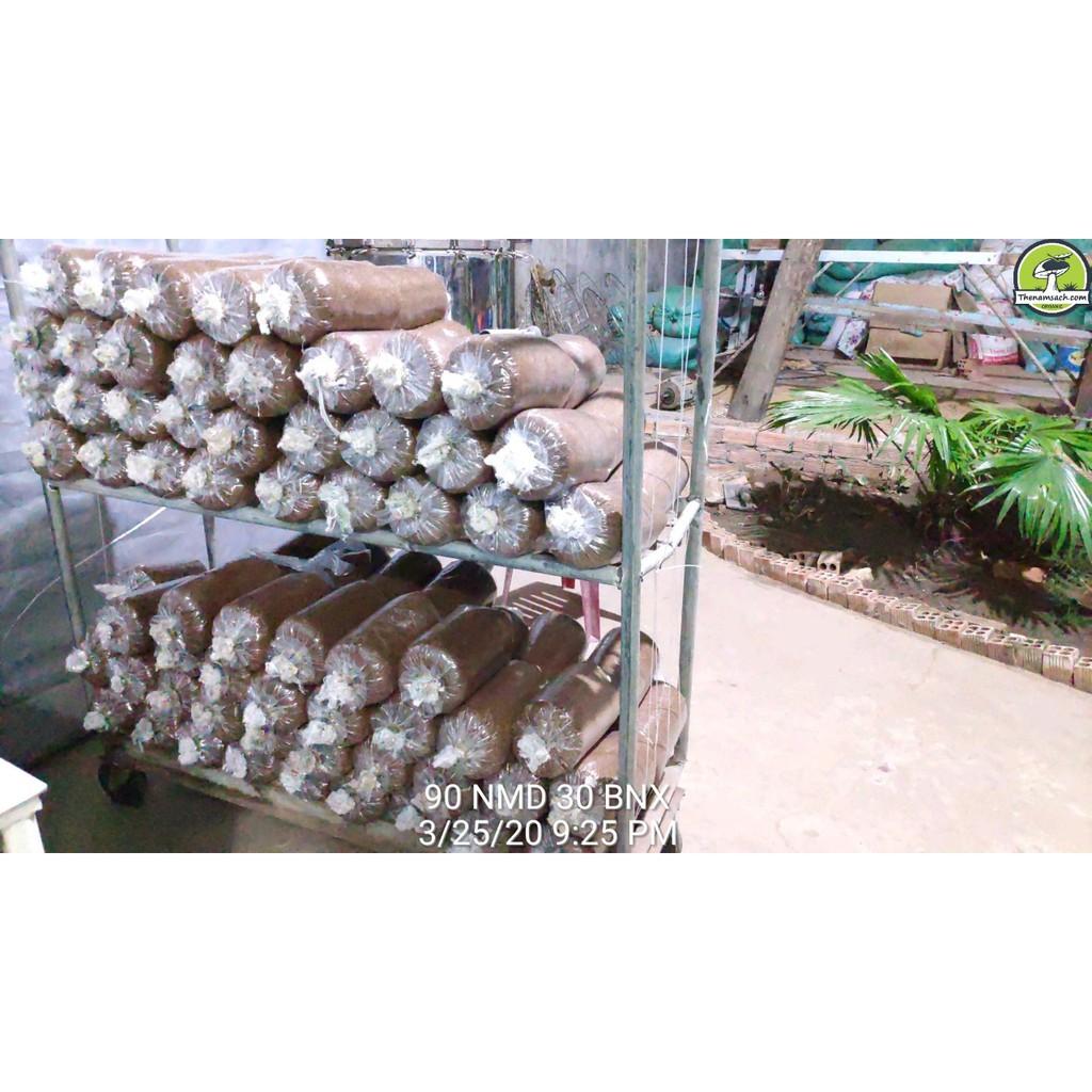 Phôi nấm bào ngư trồng tại nhà