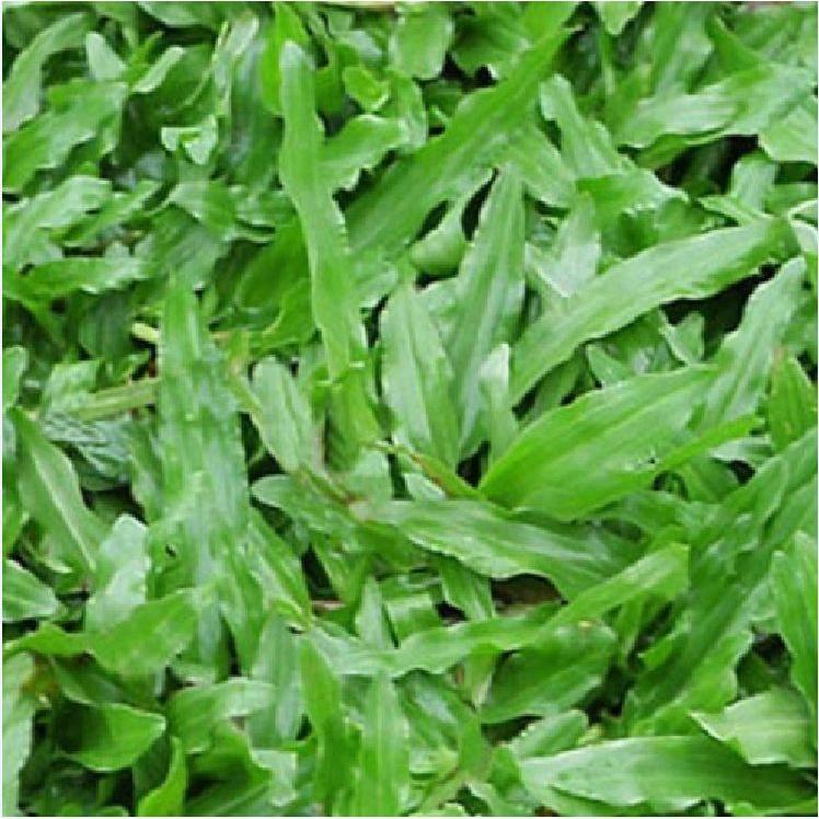 Hạt Giống Cỏ Lá Gừng CT230 - Gói 100 hạt